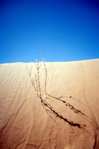 image Planta en una duna, Namibia