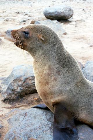 image Busto de león marino, Namibia