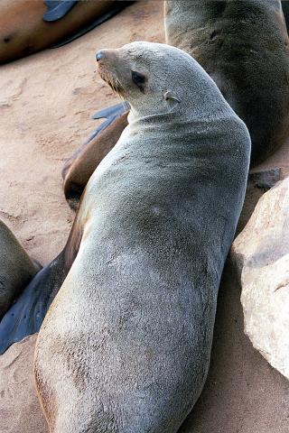 image León marino, Namibia