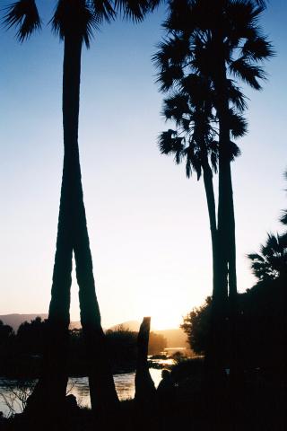 image Amanecer entre palmeras, Namibia