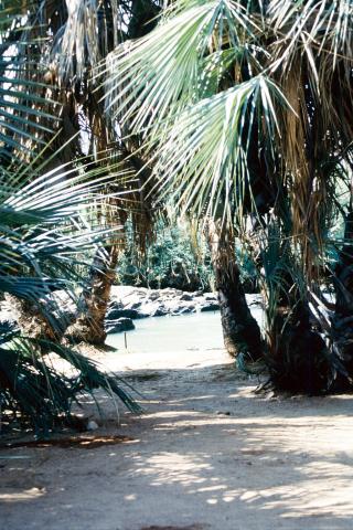 image Camino entre palmeras, Namibia