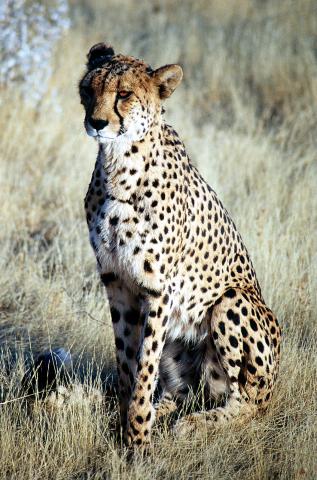 image Guepardo sentado (Acinonyx jubatus), Namibia