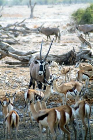 image Oryx entre gacelas saltarinas, Namibia