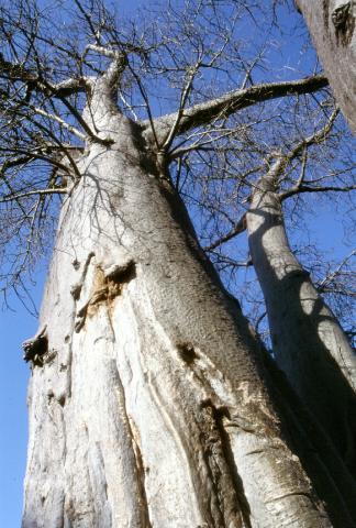 image Vista de Baobab desde abajo, Botswana