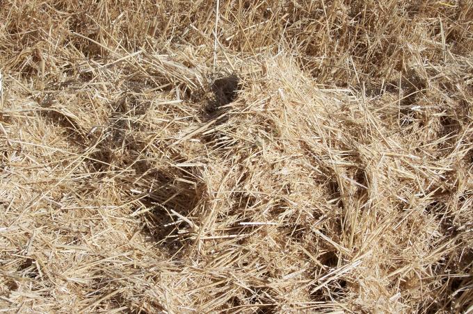 image Paja para empacar