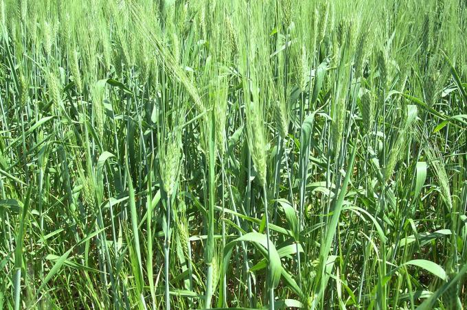 image Plantación de trigo verde