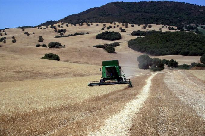 image Cosechadora en un campo de trigo