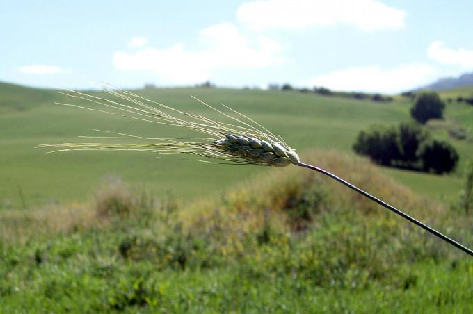 image Espiga trigo verde