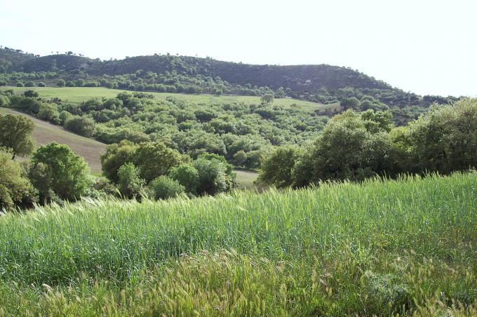 image Plantación de trigo verde