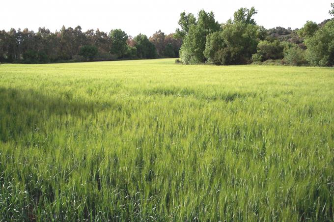 image Plantación de trigo verde