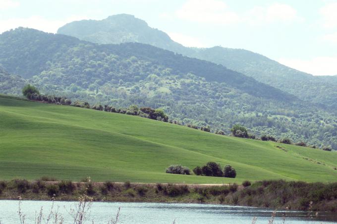 image Plantación de trigo verde