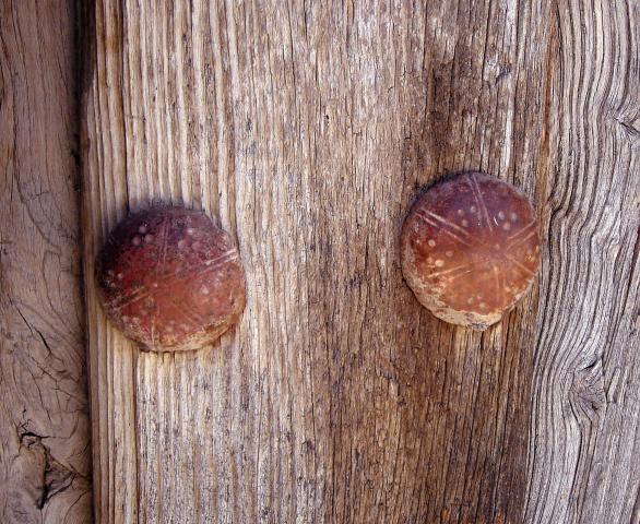 image Detalle de herraje de puerta rural