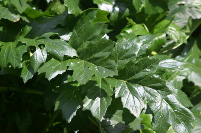 image Acanto (Acanthus mollis)