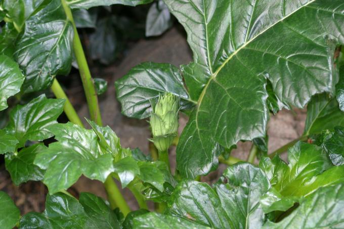 image Acanto (Acanthus mollis)