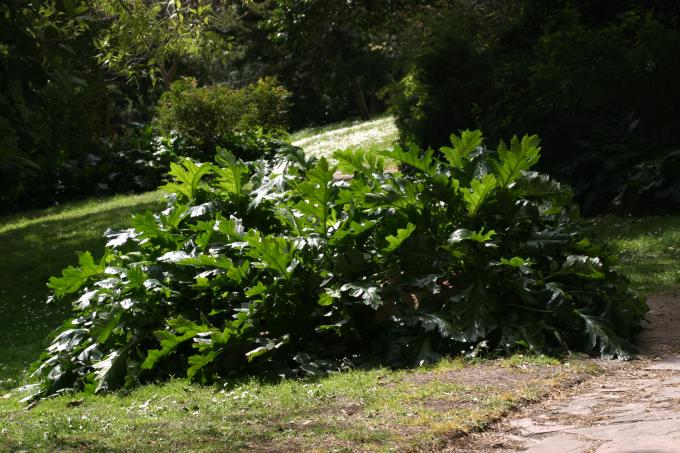 image Acanto (Acanthus mollis)