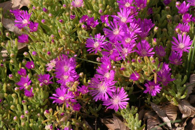 image Uña de gato (Drosanthemum hispidum)