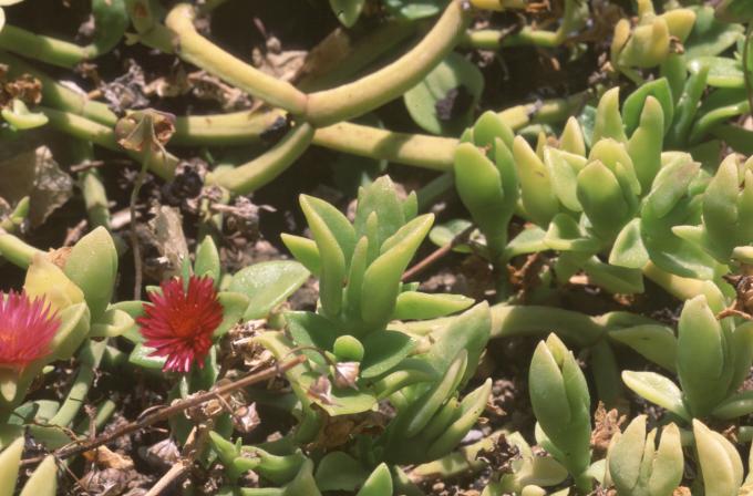 image Uña de gato (Aptenia cordifolia)