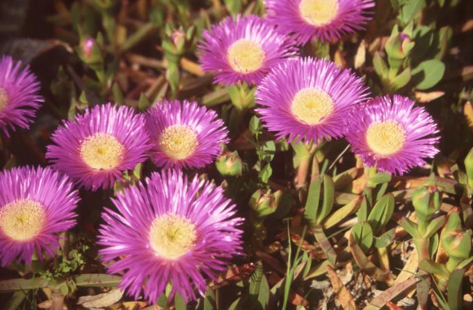 image Uña de gato (Carpobrotus acinaciformis)