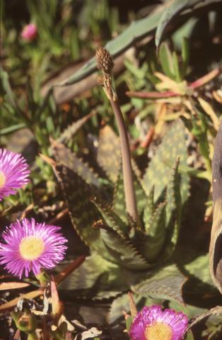 image Uña de gato (Carpobrotus acinaciformis)