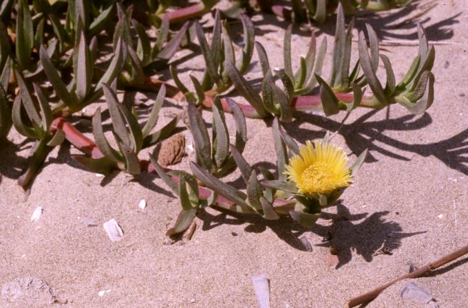 image Uña de gato (Carpobrotus edulis)