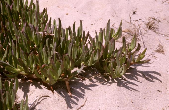 image Uña de gato (Carpobrotus edulis)