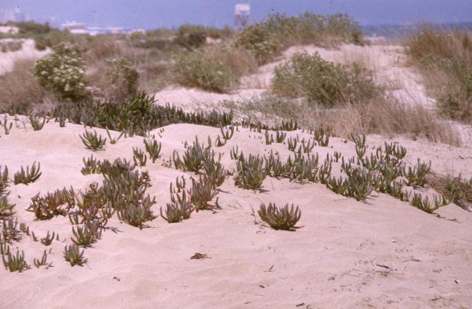 image Uña de gato (Carpobrotus edulis)