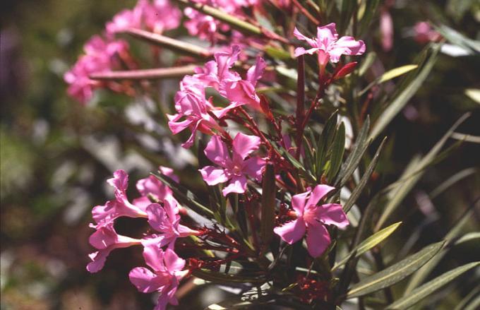 image Adelfa (Nerium oleander)