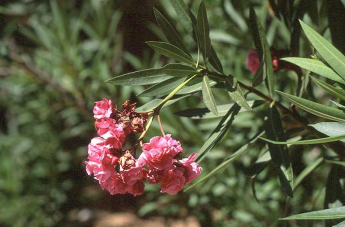 image Adelfa (Nerium oleander)