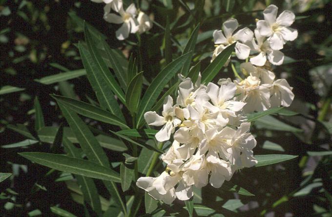image Adelfa (Nerium oleander)