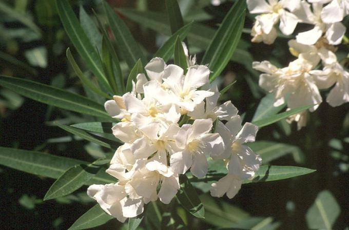 image Adelfa (Nerium oleander)