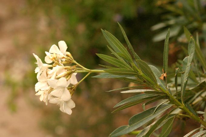 image Adelfa (Nerium oleander)
