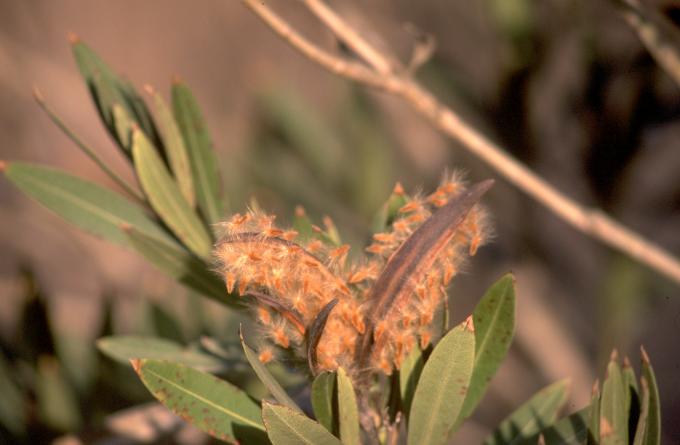image Adelfa (Nerium oleander)