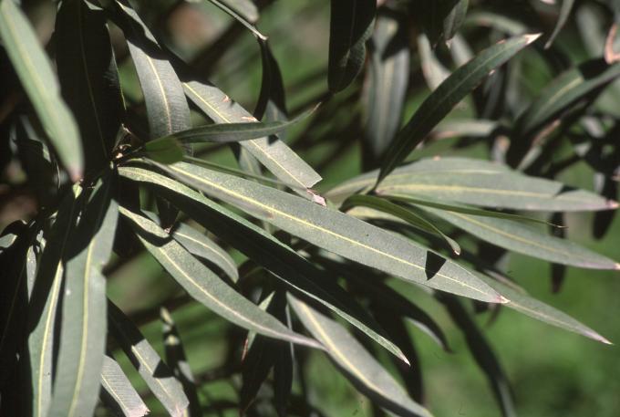 image Adelfa (Nerium oleander)