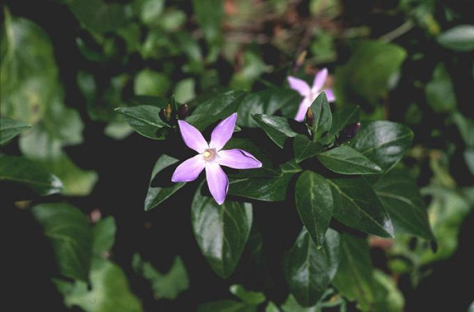 image Vinca - Hierba doncella (Vinca major)