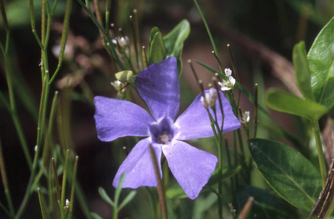 image Vinca - Hierba doncella (Vinca major)
