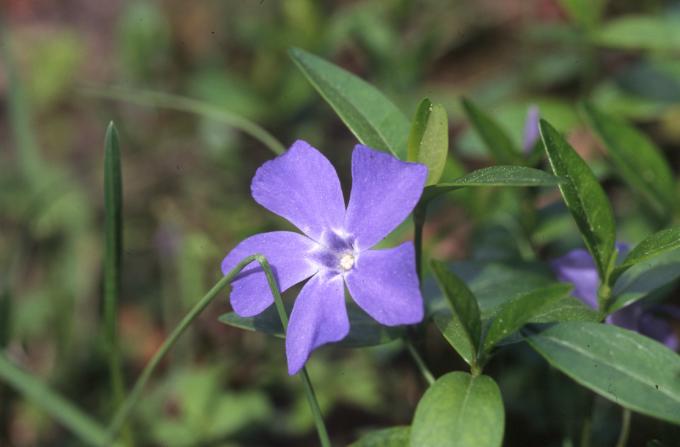 image Vinca - Hierba doncella (Vinca major)