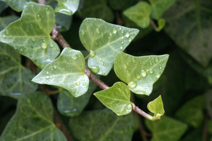 image Hiedra (Hedera helix)