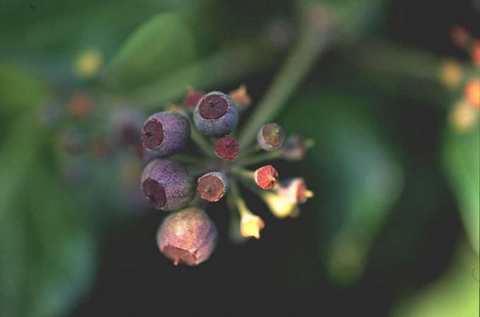 image Hiedra (Hedera helix)