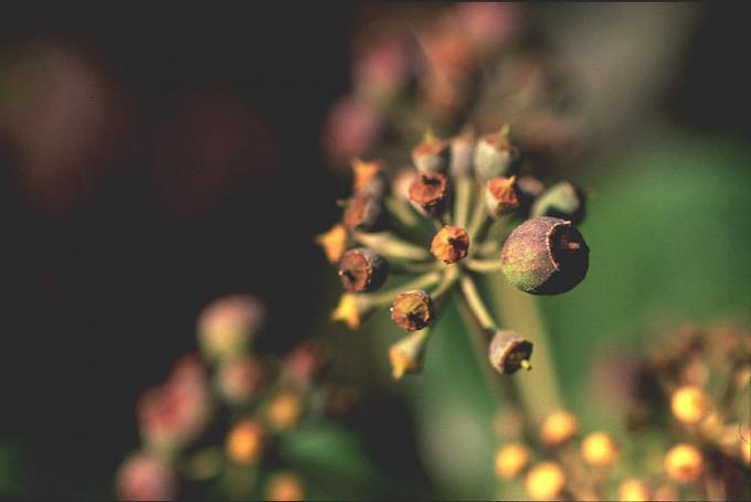 image Hiedra (Hedera helix)