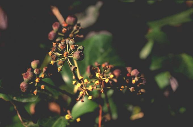 image Hiedra (Hedera helix)