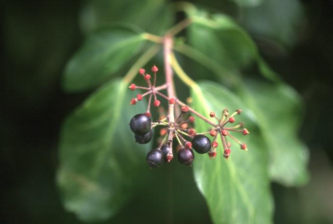 image Hiedra (Hedera helix)