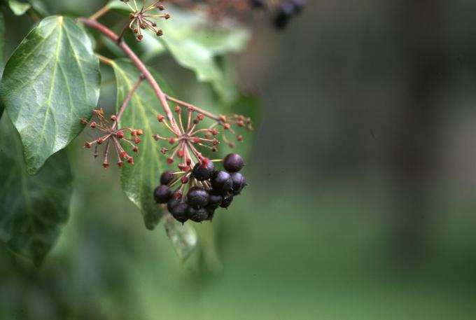 image Hiedra (Hedera helix)