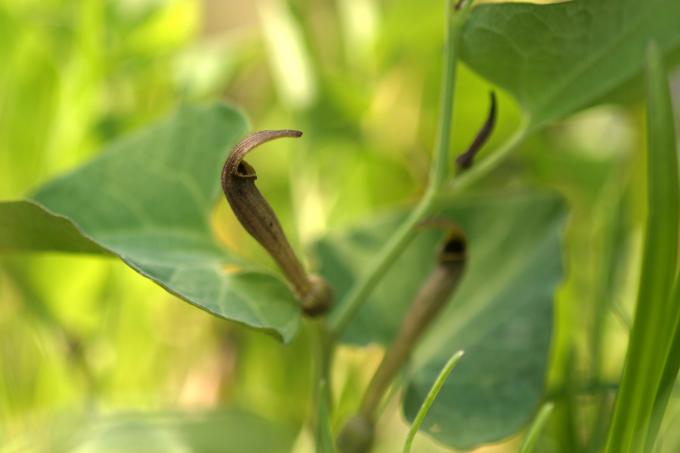 image Aristoloquia oscura (Aristolochia pistolochia)