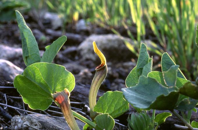 image Aristoloquia amarilla o Candilicos (Aristolochia paucinervis)