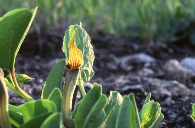 image Aristoloquia amarilla o Candilicos (Aristolochia paucinervis)