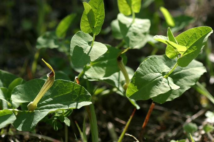 image Aristoloquia amarilla o Candilicos (Aristolochia paucinervis)