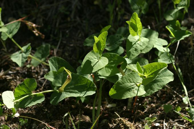 image Aristoloquia amarilla o Candilicos (Aristolochia paucinervis)