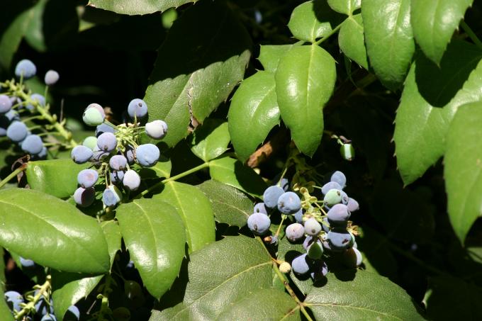 image Uva de Oregón o Mahonia (Mahonia aquifolium)