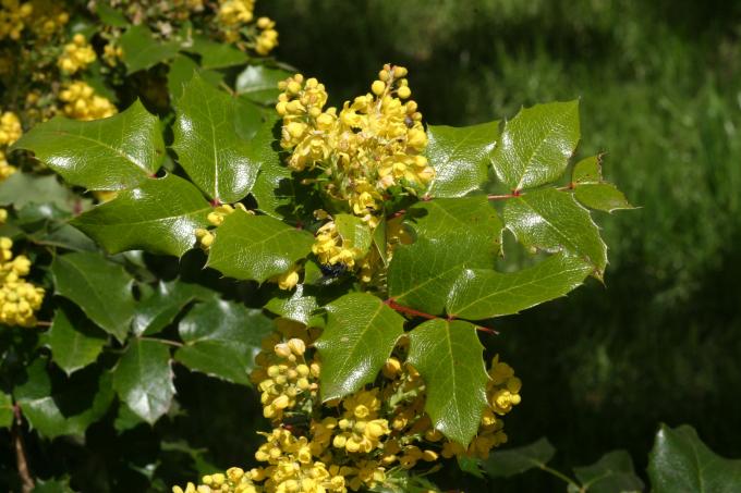 image Uva de Oregón o Mahonia (Mahonia aquifolium)