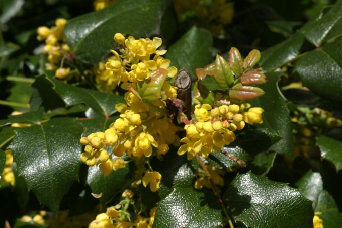 image Uva de Oregón o Mahonia (Mahonia aquifolium)